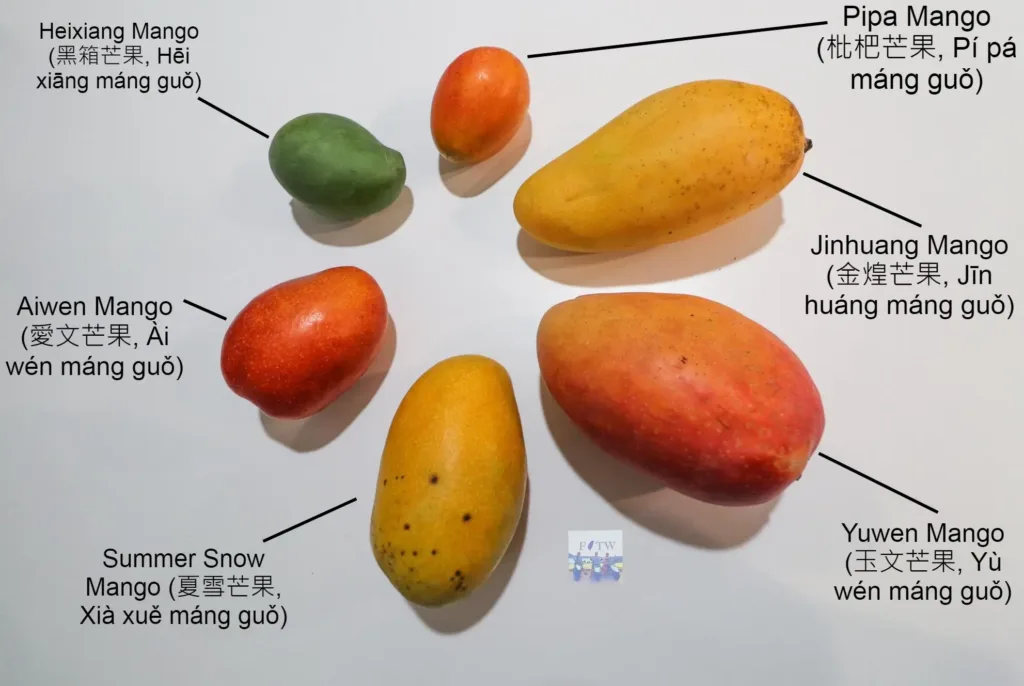 Common Types of Taiwan Mangoes 常見的台灣芒果